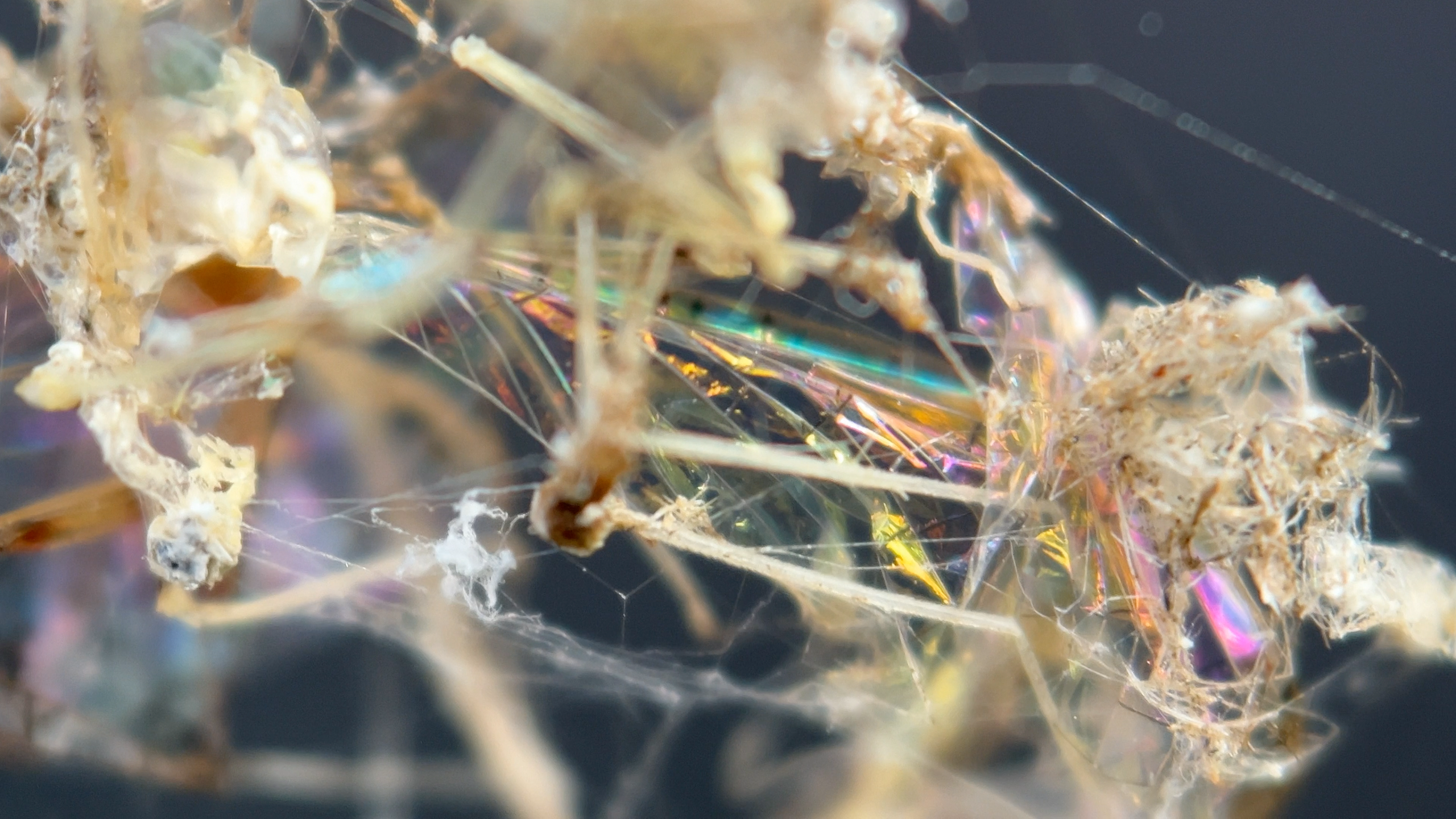 LOCRIAN – After Extinction (Official Video)